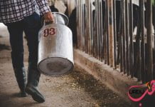 دودھ کا قرض Urdu Stories Afsana